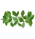 "COURONNE DE LAURIERS VERTS"