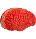 "CERVEAU SANGLANT" taille humaine