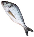 "POISSON" 55 cm