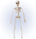 "SQUELETTE" posable 40 cm
