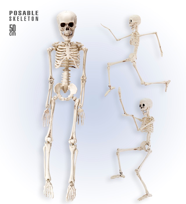 [03234] "SQUELETTE" posable 50 cm
