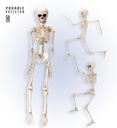 "SQUELETTE" posable 50 cm