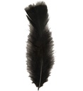 "50 PLUMES" noires -env.10 cm