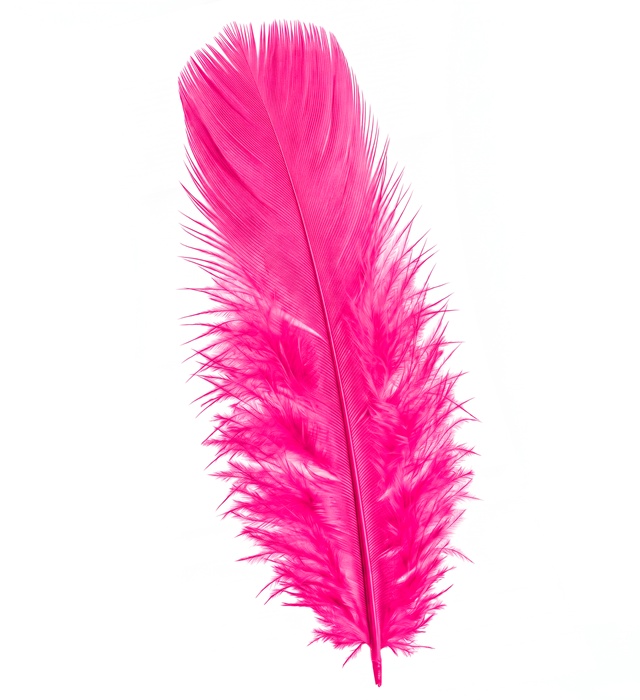 "50 PLUMES" rose vif - env. 10 cm