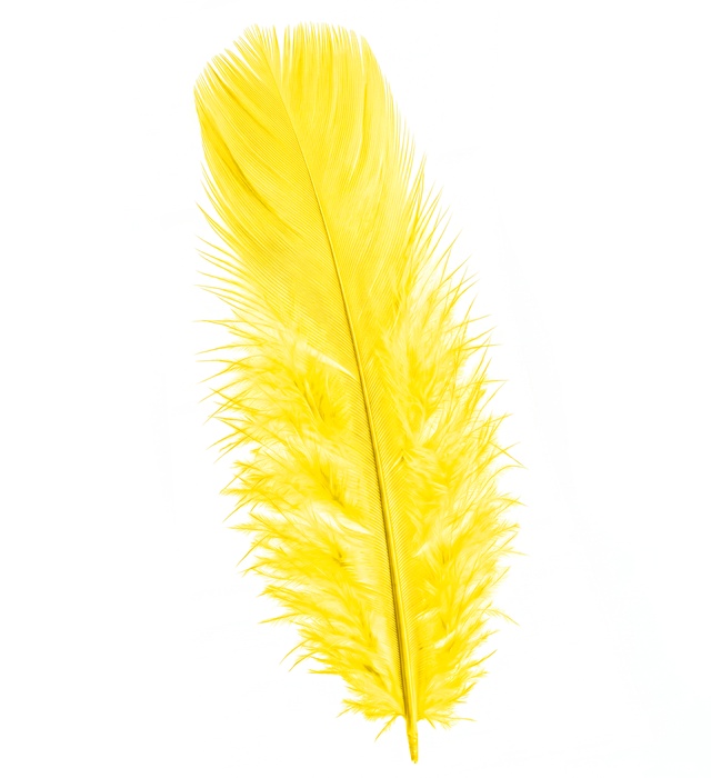 "50 PLUMES" jaunes - env. 10 cm