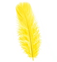 "50 PLUMES" jaunes - env. 10 cm