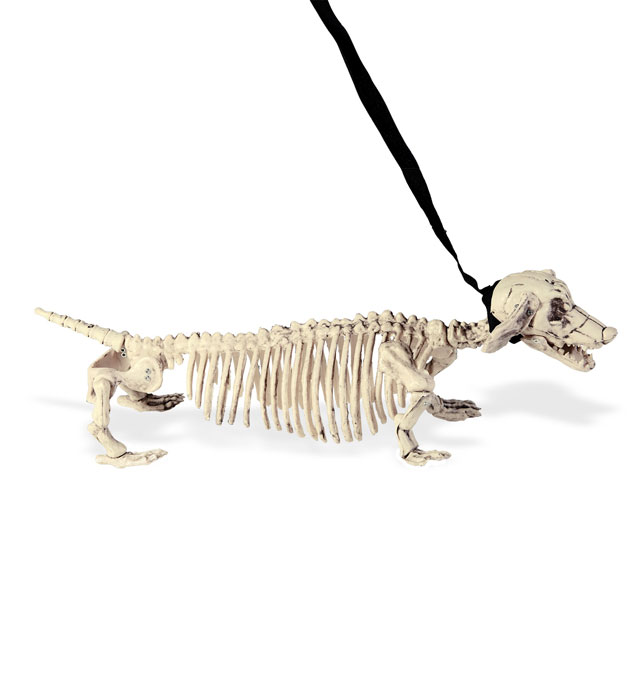 "CHIEN TECKEL SQUELETTE EN LAISSE"55 cm