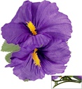 "EPINGLE AVEC 2 FLEURS HIBISCUS VIOLETTES"