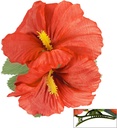 "EPINGLE AVEC 2 FLEURS HIBISCUS ROUGES"