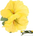 "EPINGLE AVEC 2 FLEURS HIBISCUS JAUNES"