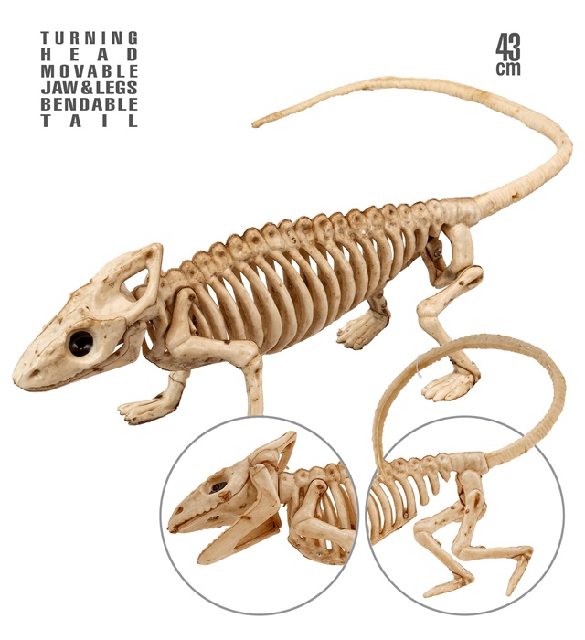 "SQUELETTE IGUANE" 43 cm