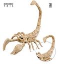 "SQUELETTE SCORPION" 30 cm