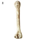 "OS PREHISTORIQUE" 36 cm