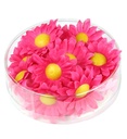 "BOITES 20 FLEURS DAISY DECORATIVES FUCSIA"
